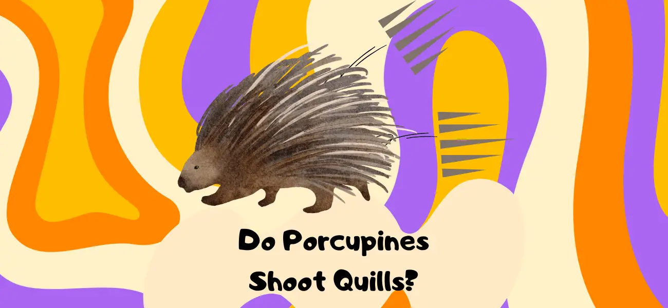 do porcupines shoot quills