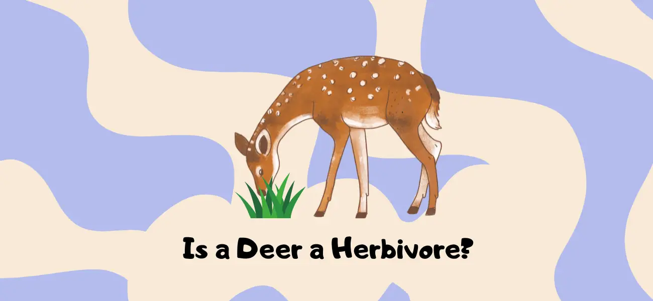 is a deer a herbivore