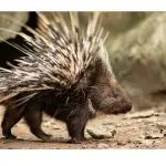 porcupine quill