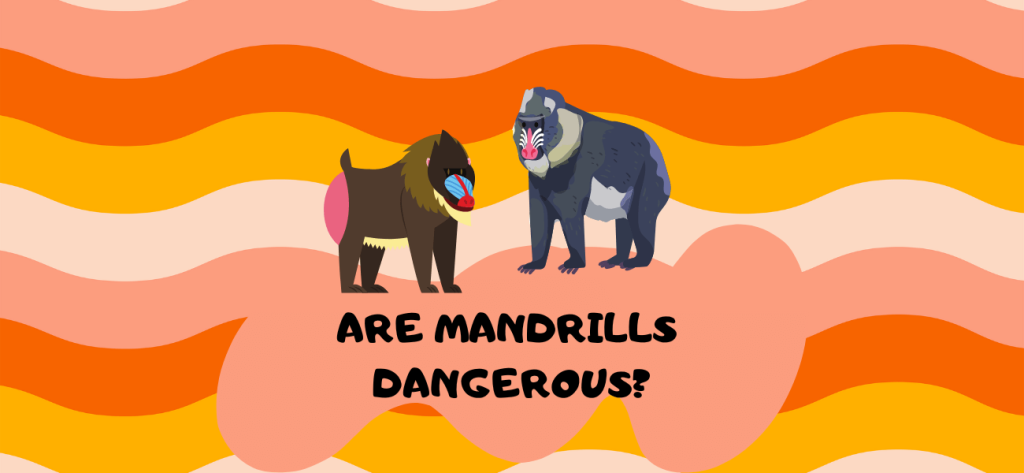 Are Mandrills Dangerous