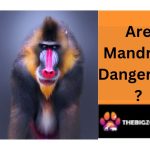mandrill monkey