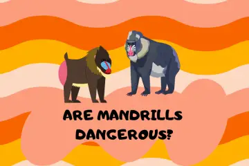 Are Mandrills Dangerous