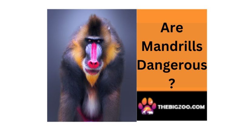 mandrill monkey