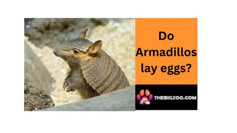 do armadillos lay eggs