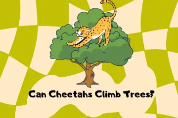 can cheetahs climb trees
