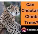 cheetah climb trees