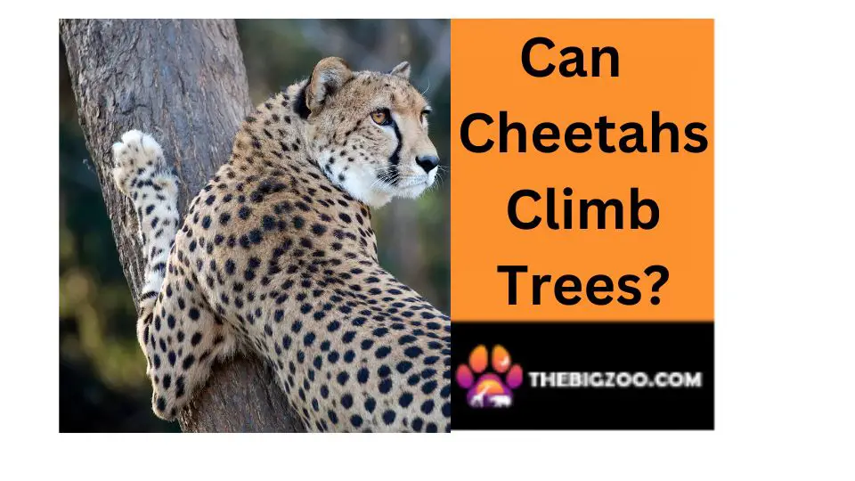 cheetah climb trees