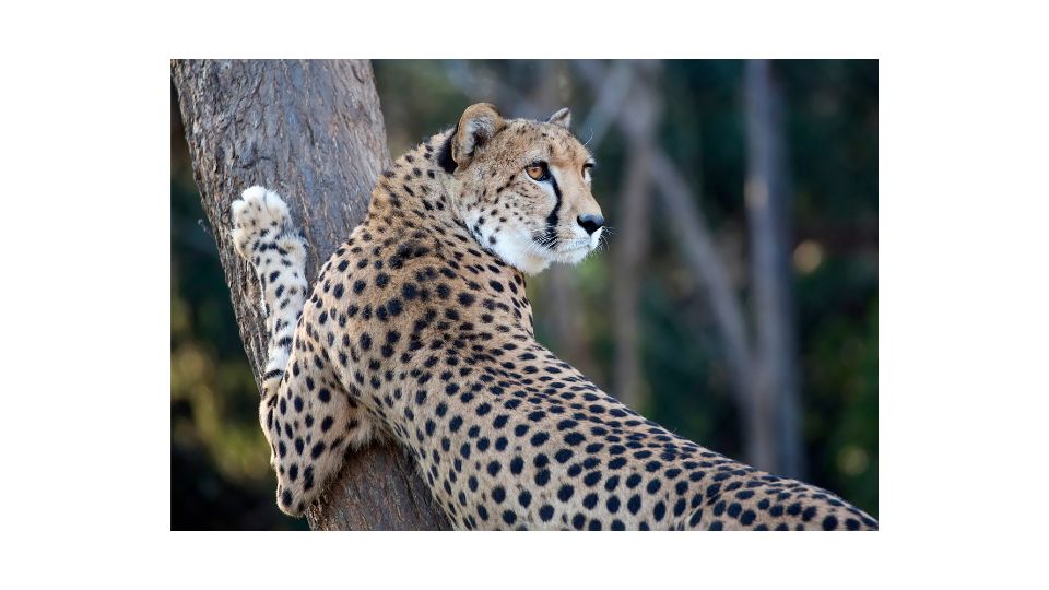 cheetah on a tree