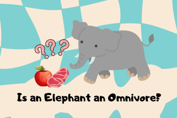 is an elephant an omnivore