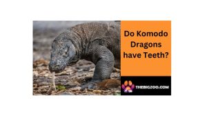 komodo dragon teeth