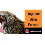 bite force of a jaguar