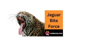 bite force of a jaguar