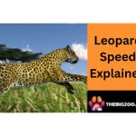 leopard top speed