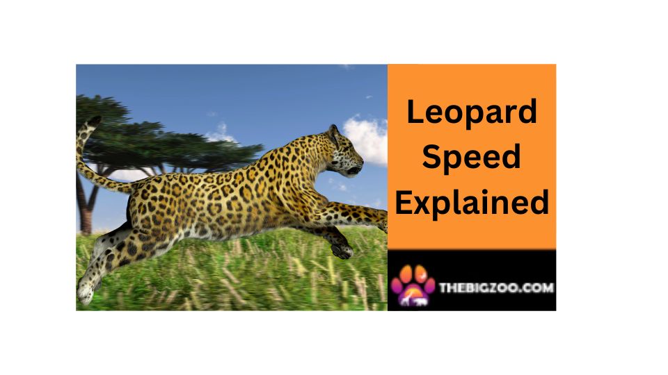 How Fast Can a Leopard Run (Average Speed)