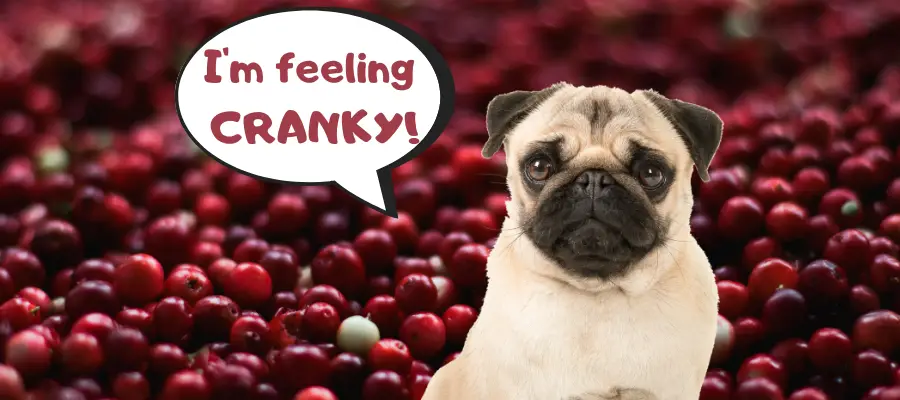 Can Dog Eat Cranberries