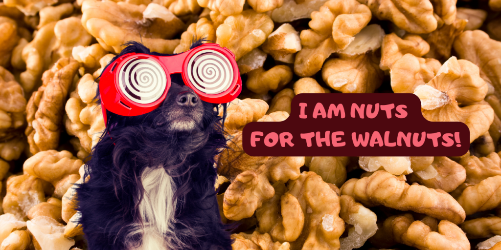 Can Dogs Eat Walnuts Safely