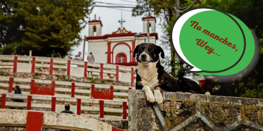 Frequently Asked Questions Mexican Dog Names