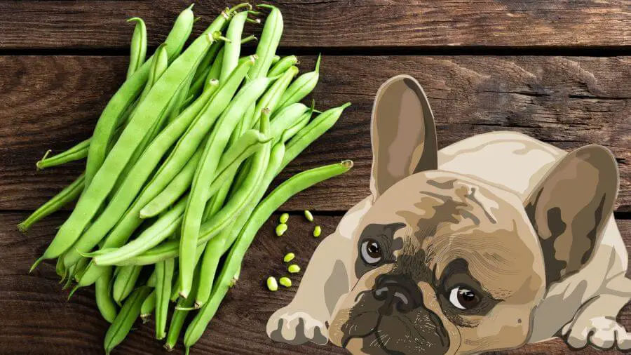 Is it safe for dogs to consume green beans?