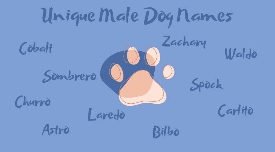 baby boy names that suit your dog