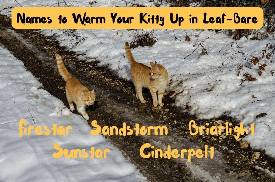 Best Warrior Cat Names From ThunderClan