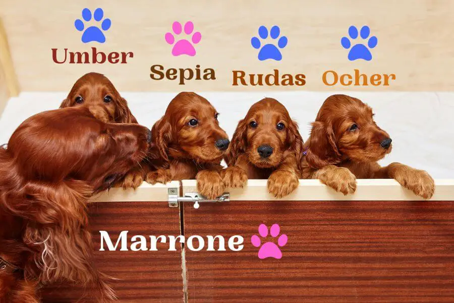 Brown Dog Names Based on Color