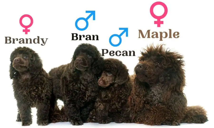 Brown Dog Names Based on Gender