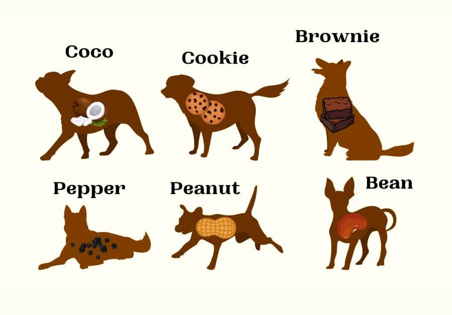 Brown Dog Names Based on Popularity 