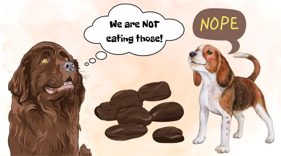 can dogs eat raisins? now you know