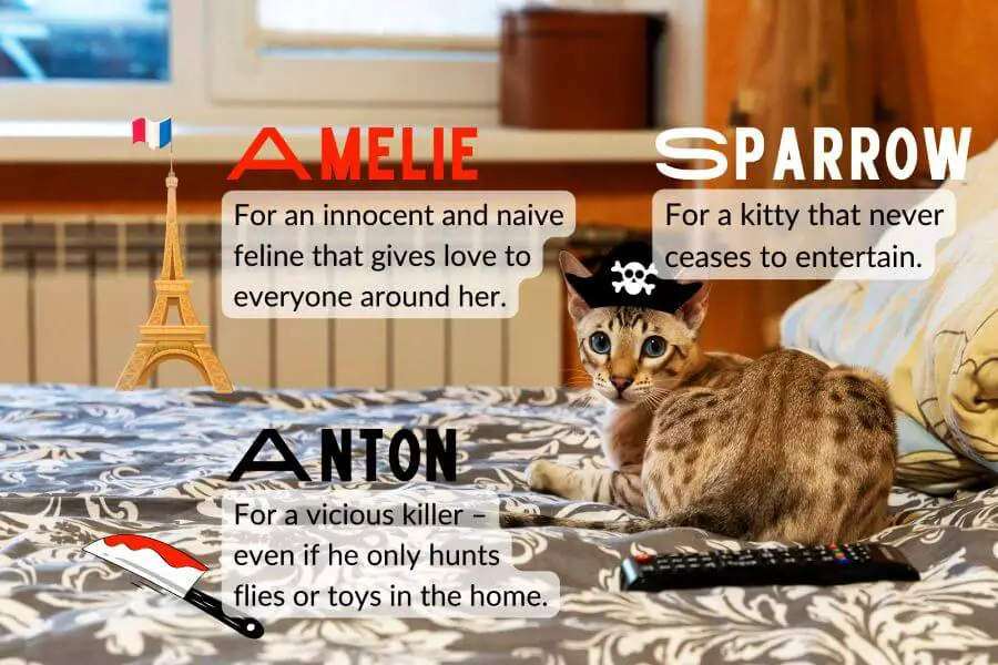 Cool Cat Names Based on the Coolest Movie Characters