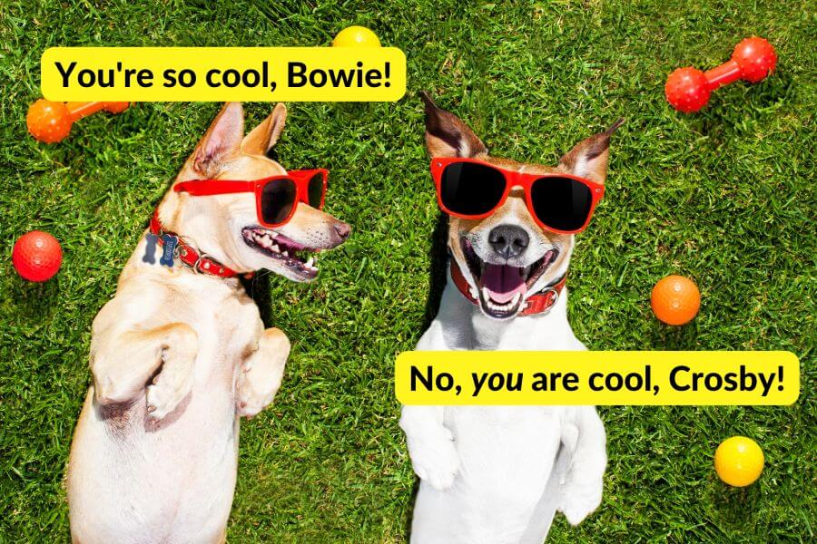 Cool Dog Names Inspired by Music and Musicians