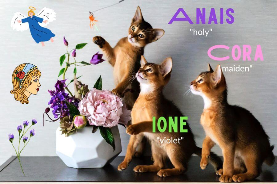 Cool Female Cat Names Inspired by Baby Names