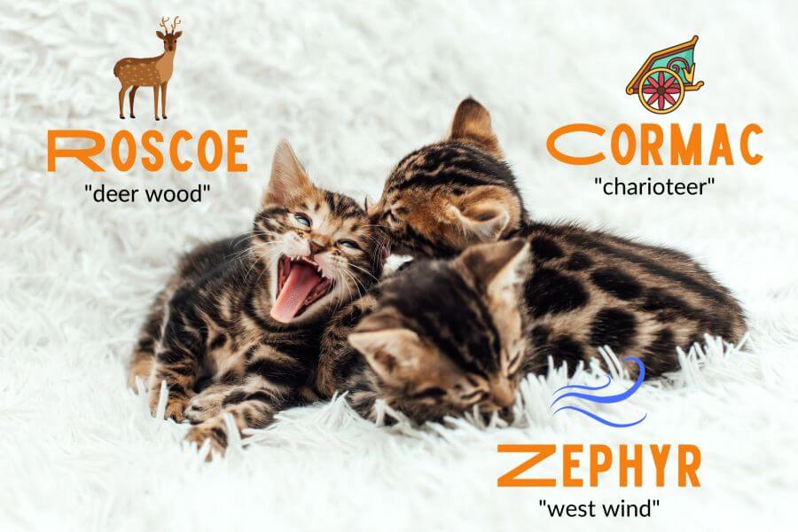 Cool Male Cat Names Inspired by Baby Names