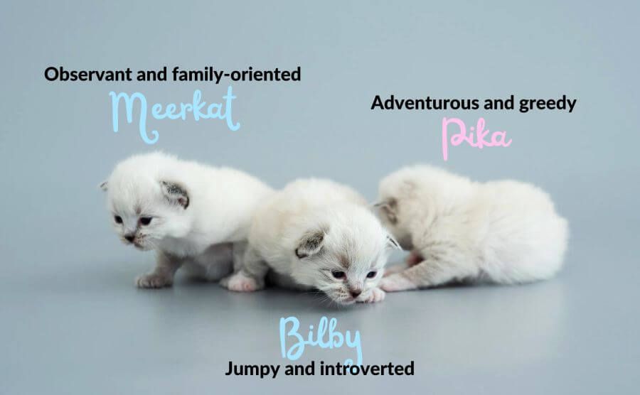 Cute Cat Names Inspired by Animals