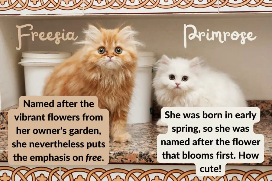 Cute Flowers – (Not Only) Female Cat Name Ideas
