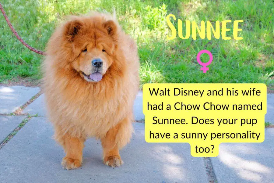 Did Walt Disney Have a Dog?