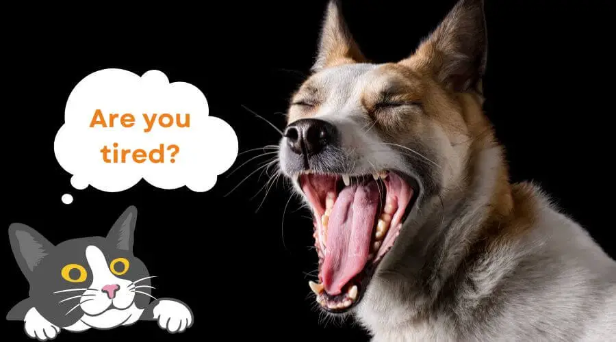 differences between a dog's yawn and a human yawn