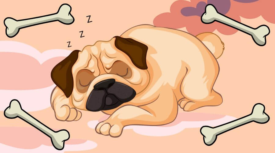 do dogs dream while they sleep