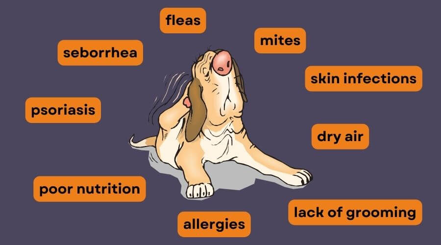 final list of dandruff causes in dogs