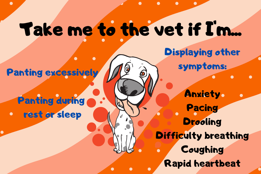 Heavy Panting in Dogs – When to Go to the Vet