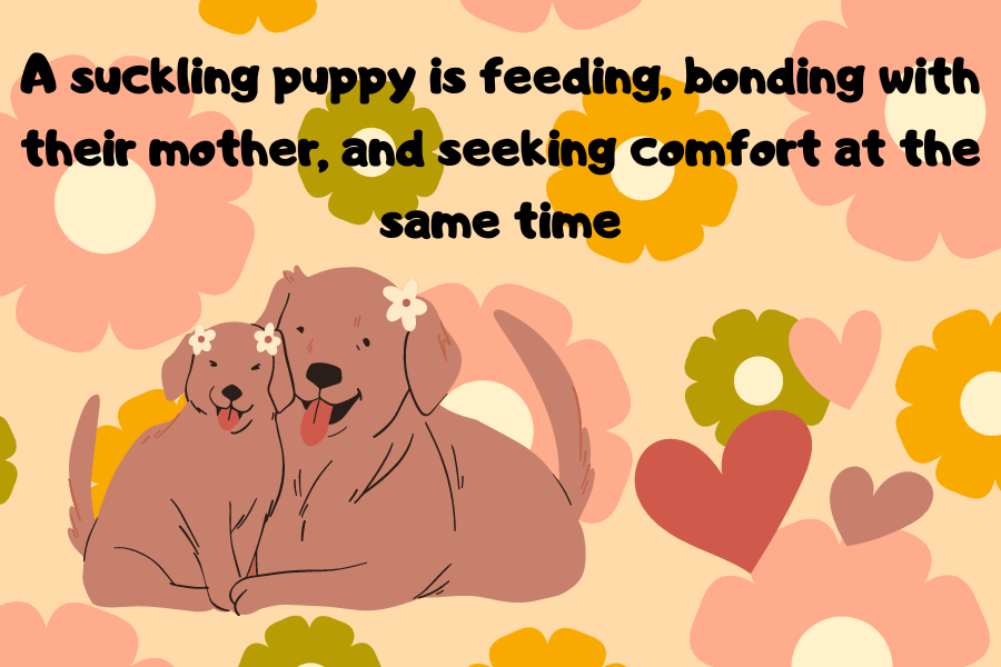 How Puppyhood Affects Suckling in Adulthood