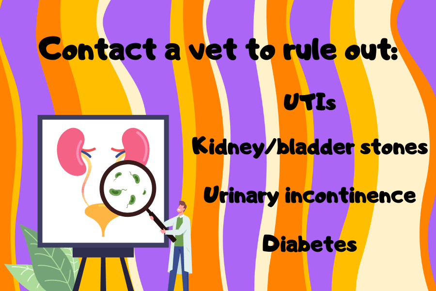Medical Conditions: Urinary Tract Infections