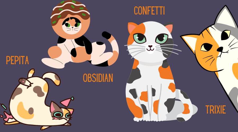 names for calico cats based on patterns