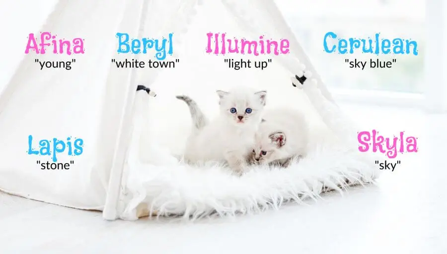 Names for White Cats With Blue Eyes