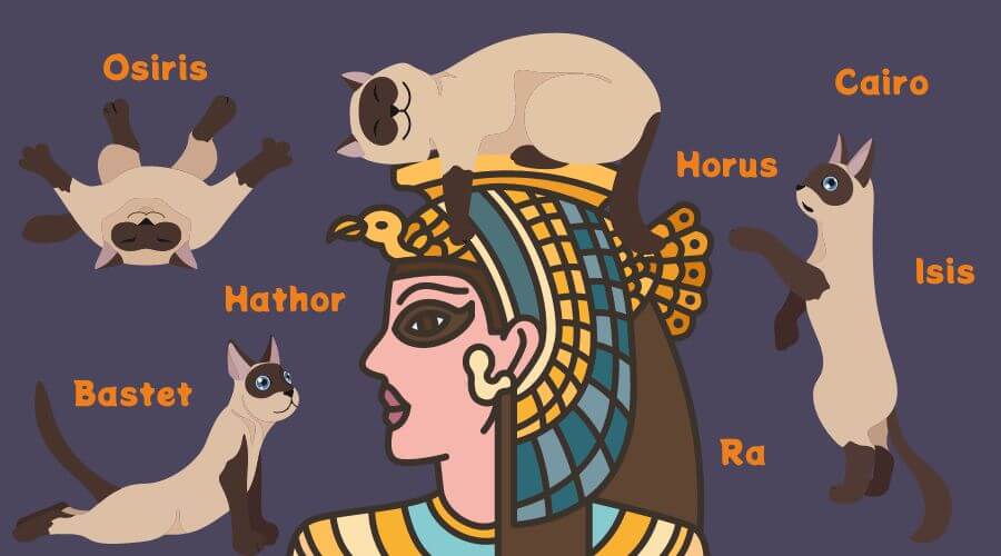 names of pharaohs perfect for siamese cats