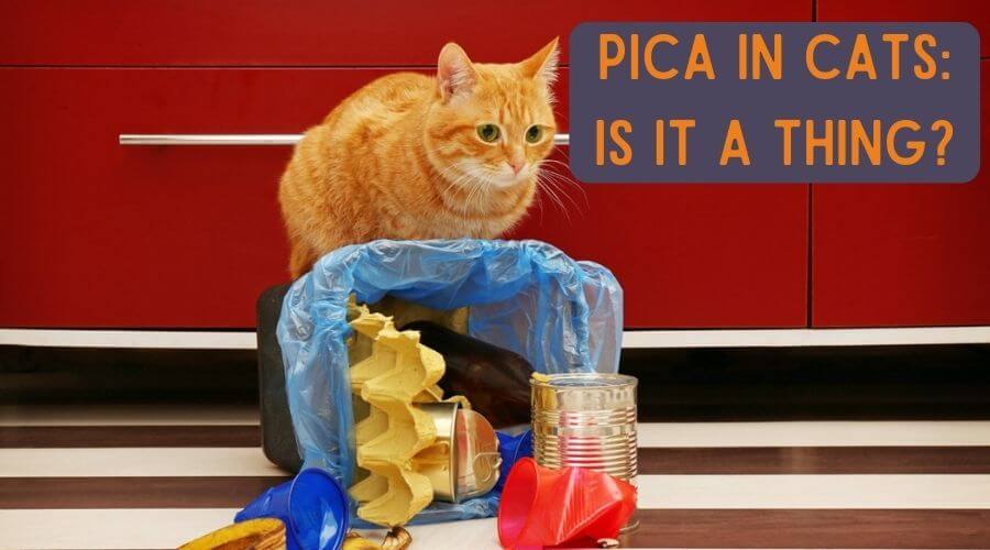 pica in cats: is it a thing