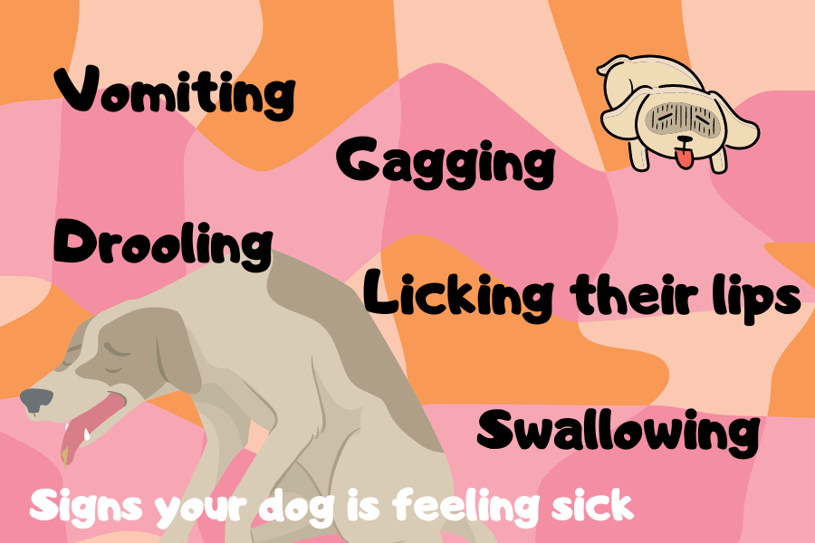 Possible Reasons Your Dog Is Acting Strange: Diarrhea or Nausea