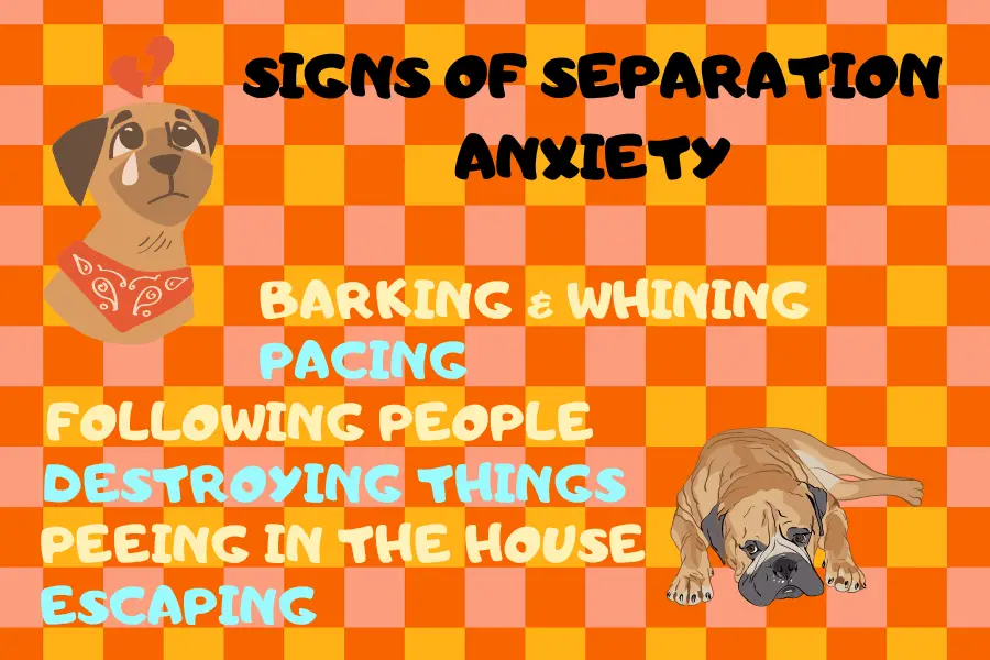 Separation Anxiety: A Sad Reason Your Dog Sits on Your Lap