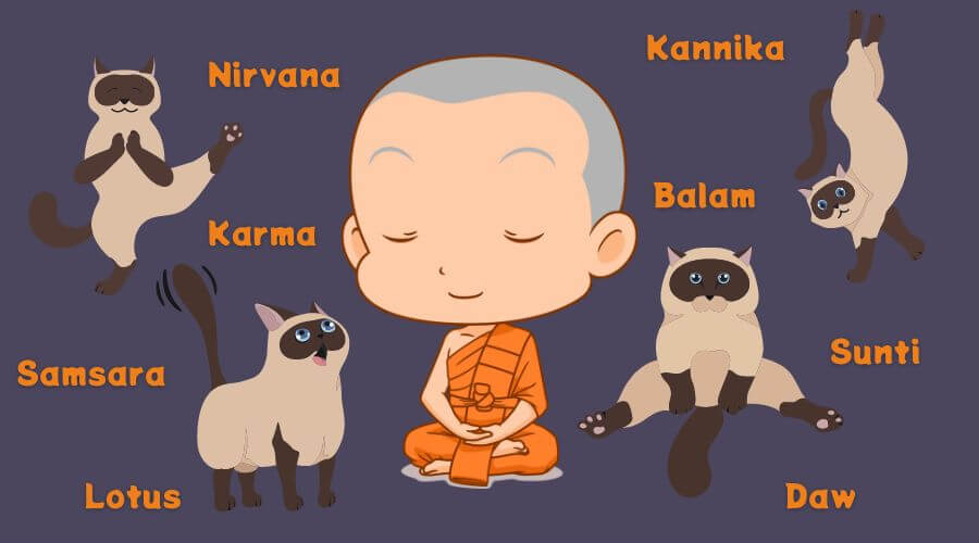 siamese cat - thai and buddhist names