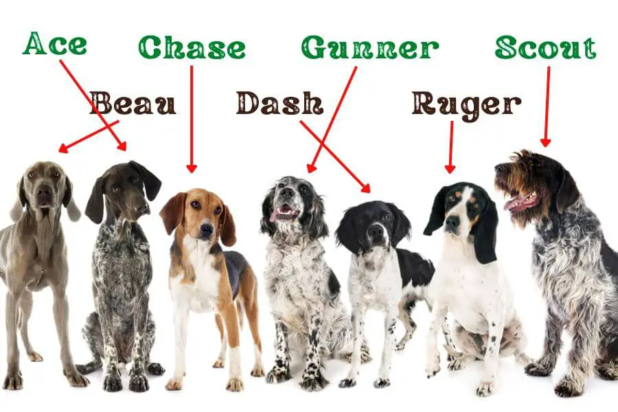 The Best Hunting Dog Names 