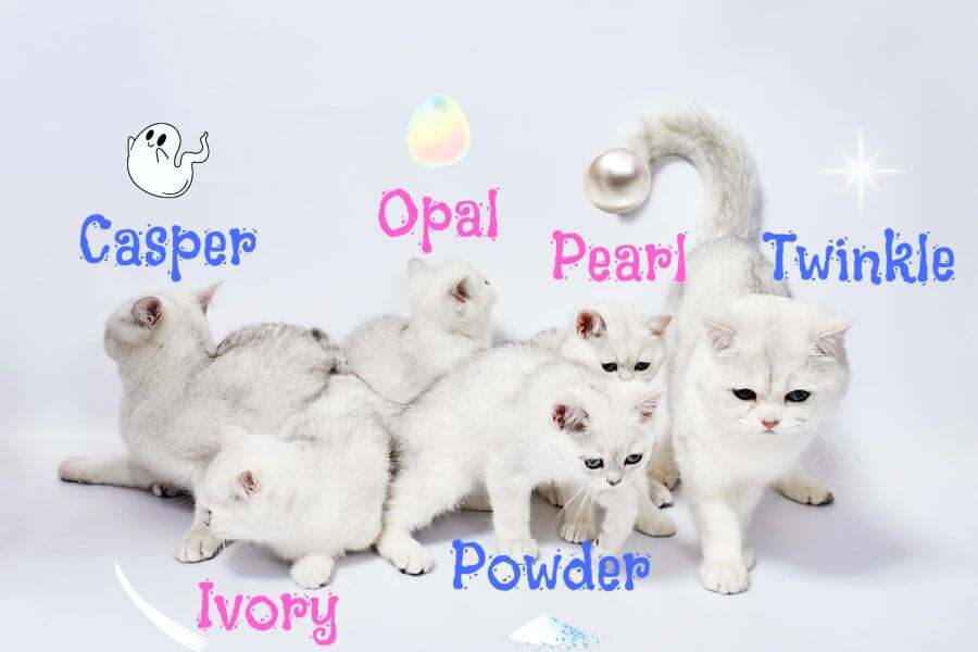 The Best Names for White Cats